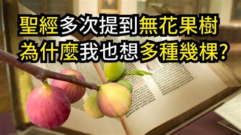 無花果樹 聖經|第廿九講：壞的聖殿和無花果樹